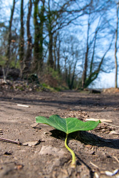 plant in the ground (Strausberg, M&auml;rkisch-Oderland, Brandenburg)