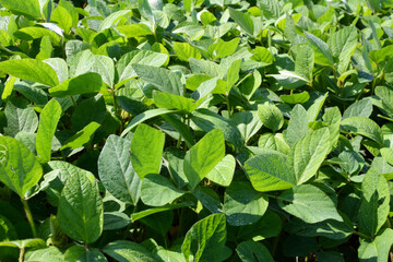 The field grows soy