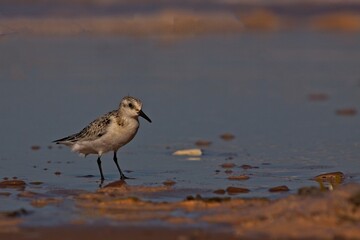 Sandpiper feeding on shoreline