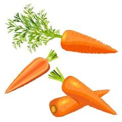 The cartoon style of carrots set for banners, flyers. Whole carrots, half carrot, carrot with tops. Fresh organic and healthy, vegetarian vegetables. Vector illustration isolated on white background.