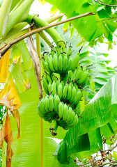 A bunch of small green bananas on a palm tree in the jungle