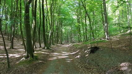trail through a green forest on a sunny day