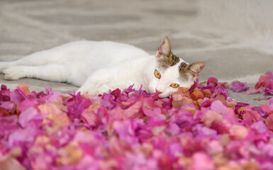 Cute young white lazy cat resting in pink colored Bougainvillea flower petals on the ground of a street, Cyclades, Greece 