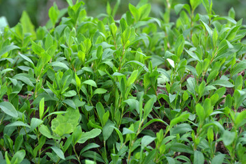 In spring, the green grass Polygonum aviculare grows