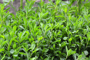 In spring, the green grass Polygonum aviculare grows
