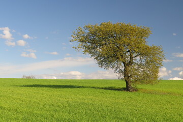 Fototapeta premium campagna