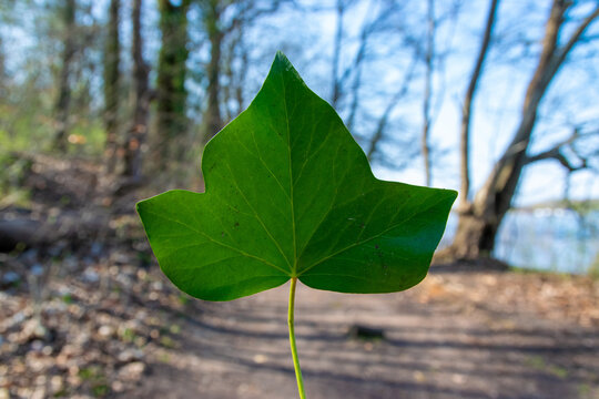 leaf in the forest (Strausberg, M&auml;rkisch-Oderland, Brandenburg)