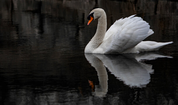 cisne macho sobre el agua 