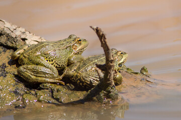 Dos ranas