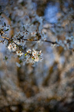 Prunus cerasifera en Latin, O ciruelo comun o de jardin, en primavera floreciendo. Ramas a rebosar de flores blancas