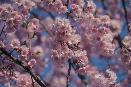 Prunus cerasifera en Latin, O ciruelo comun o de jardin, en primavera floreciendo. Ramas a rebosar de flores rosas.
