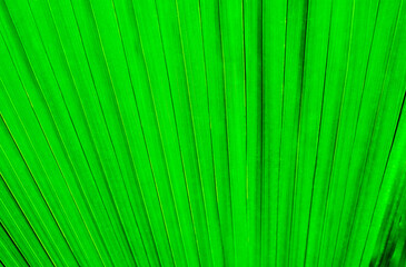 The texture of the palm leaf. The texture of the leaf of a tropical tree.