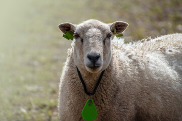 Fototapeta premium Pasture with a white wooly sheep in the springtime.