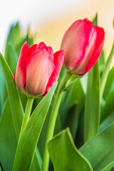 Two plants of tulips in spring. Early blooming garden flowers in detail with red flowers with petals and flower stems. Slightly opened flowers of tulips and background in soft bokeh