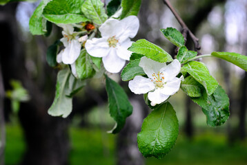 Pear branch with flowers and green leaves. Blooming fruit pear tree in spring time