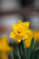 un narciso amarillo 
