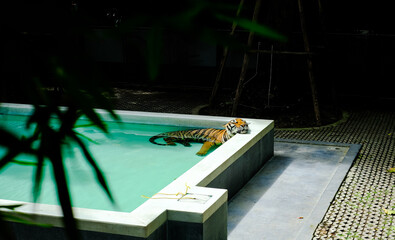 Tiger hides from the heat in the pool