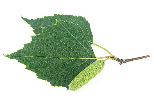 Birch branch with green leaves and catkins isolated on a white background