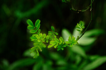 flower in the woods photo