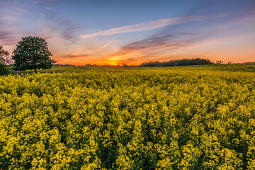 Obraz premium Field with many yellow rape plants Brassica napus in the evening. Sunset with an orange horizon and some clouds over a field with crops. Tree in the foreground. Row of trees in the background.