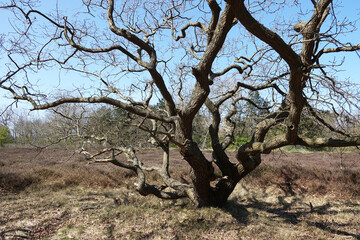 Netherlands. Landscape of woodland Solleveld in The Hague