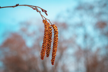 Earrings on an alder branch in the evening.