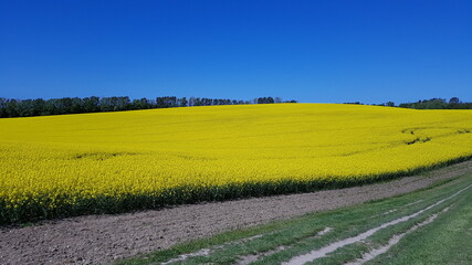 Obraz premium yellow rapeseed field close up