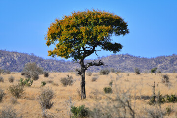 Fototapeta na wymiar A lone knob thorn tree (Acacia nigrescens) on the grasslands of southern Kruger National Park, South Africa