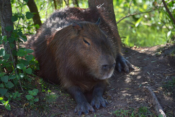 Capybara reclining