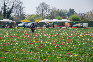 spring field of colorful tulips blossomed in April