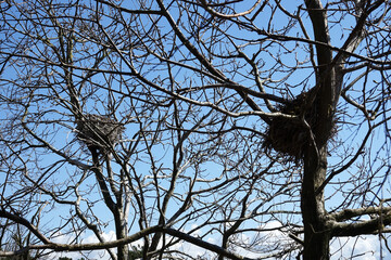 Netherlands. Nests of Aalscholvers in woodland Solleveld of The Hague