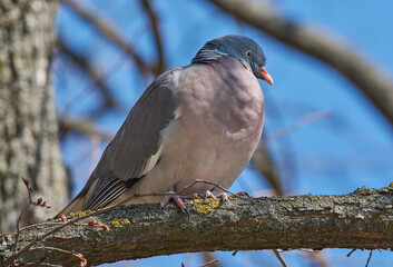 The wood pigeon on the branch