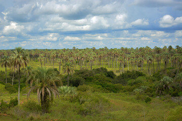 Fototapeta na wymiar Palm trees landscape