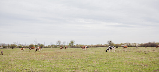  Domestic animal grazing on green pasture, rural nature landscape, livestock, spring day
