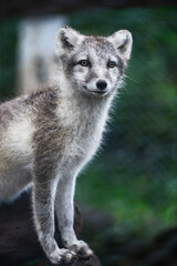 An orphaned Arctic fox (Vulpes lagopus) being kept and taken care of by the Arctic Fox Centre in Súðavík, Westfjords, Iceland