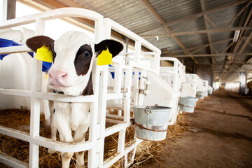 A cute black and white calf in a calf barn at a dairy farm. 