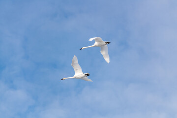 White, arctic trumpeter swans flying across a northern Canadian spring time landscape in April on their way to breeding grounds at the Bering Sea. Clouds in blue sky background. 