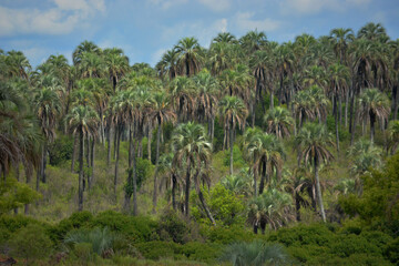 Fototapeta premium Lot of palms tree