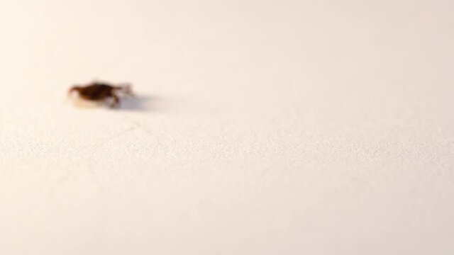 Meadow tick (Dermacentor reticulatus) turns around on a sheet of paper and walks away. Ticks can transmit a number of infections, Lyme disease or Babesia canis for example. Macro.