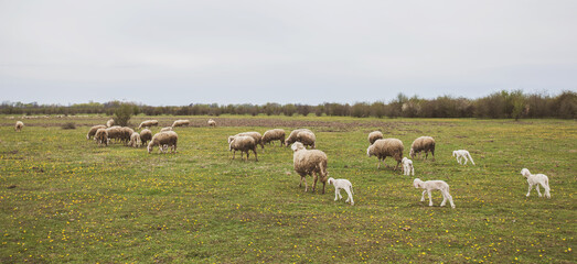 Flocks of sheep grazing on agricultural farm , spring day, rural landscape