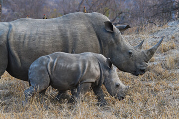 A young white rhino and its mom roaming the woodlands of the Greater Kruger area, South Africa	
