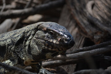 Overo lizard close-up