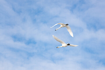 White, arctic trumpeter swans flying across a northern Canadian spring time landscape in April on their way to breeding grounds at the Bering Sea. Clouds in blue sky background. 