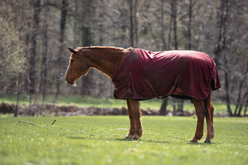 Seitenportrait eines alten Pferdes mit Cushing und einer Regendecke auf einer Wiese © Talitha