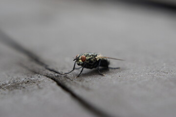 Housefly sitting on the gray board