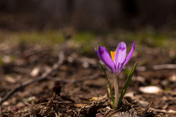 Beautiful spring flowers. Beautiful colorful first flowers Crocuses in the meadow with the sun. Background for wallpaper. 