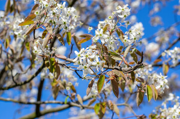 Amelanchier lamarckii deciduous flowering shrub, group of white flowers on branches in bloom