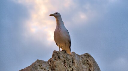 Gaviota