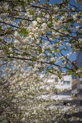 Obraz premium Gennevilliers, France - 04 03 2021: Close up shot of alignment of white flowering trees