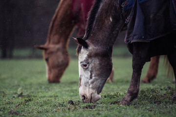 Pferde grasen im Regen auf einer Wiese